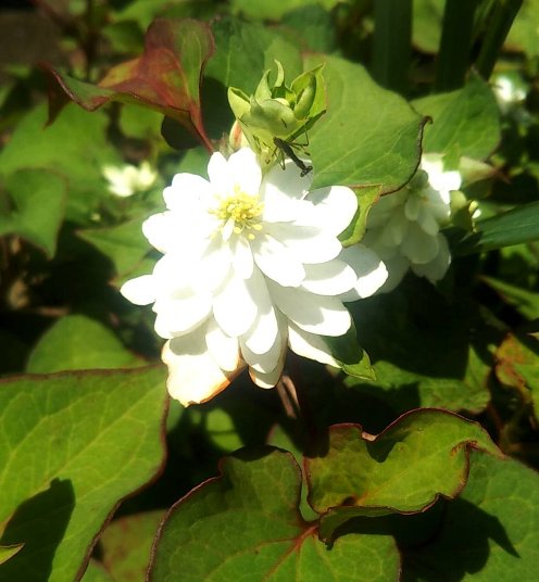 ギボウシ ぎぼうし 擬宝珠 の花言葉 花言葉事典