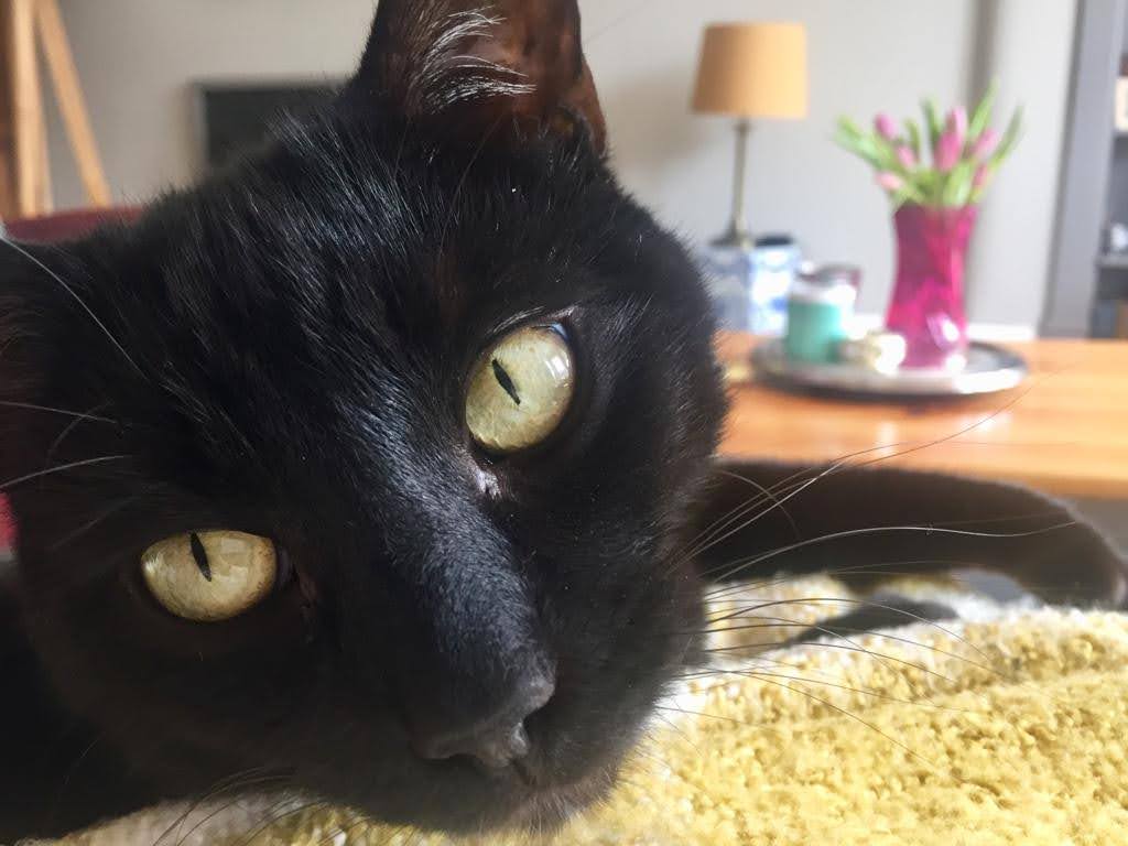 AlzScotCPP's tweet photo. .@lilenda's cat Cosmo loves to get himself involved in #Zoom meetings, demanding cuddles and waving his pointy tail!🐈⬛
@dem_researcher have a short blog about #pets and #dementia, an excellent listen with a cuppa tea...
https://t.co/reQfm6XA5x
#PhdPets
#DementiaAwareness https://t.co/bHF1NXJETQ