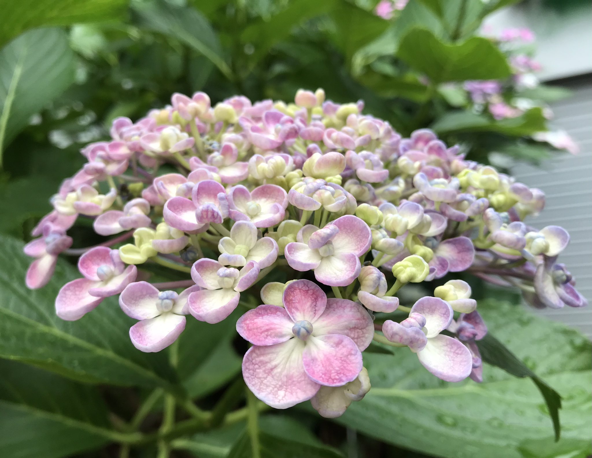 ぴぴ 庭のアジサイ おたふくアジサイ ウズアジサイ 名前は 花がおたふく豆に似ていることから呼ばれるようになったとのこと 本来の名前のウズアジサイは 貝のように巻いた花びらの形から名づけられたそうです クルンと巻いて とてもかわいい