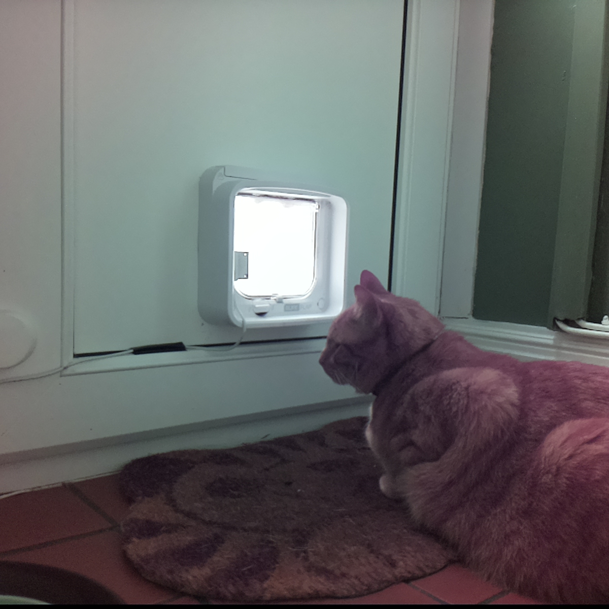 catsinaflap's tweet photo. Dagnammit! It’s a moggy, how greased is your wretched spines. It is so ghastly to submit. https://t.co/eex9QbrO04