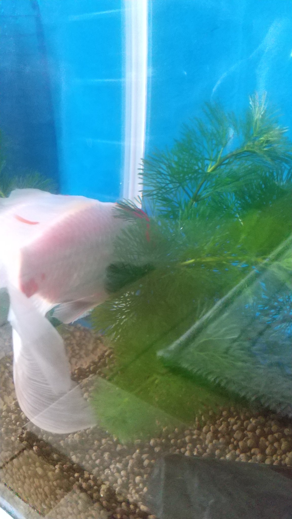 しゅういち 今日は金魚の金太郎の水槽を洗って水替えをした 修一は冷蔵庫の上でゴロゴロする キジトラ 暴れ猫 コメット 猫の居る暮らし T Co Qtf9iylthl Twitter