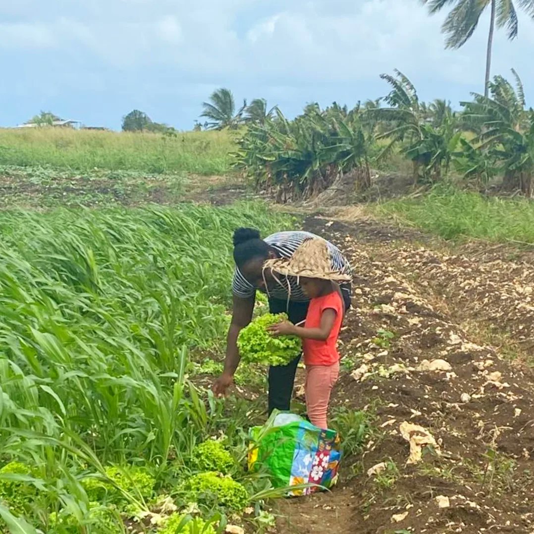 GlanMarket's tweet photo. [Bilan des fruits et légumes sauvés] 

🗓 02 avril 2022 

📍Mr Salade, Petit-Canal 

Glan'Market remercie les glaneurs d'avoir participé au sauvetage de  156,70 kg de batavias et 122,58 kg de sucrines. 🎉 

À très vite pour de nouveaux glanages ! ♻️ https://t.co/rCf3UkOnoz