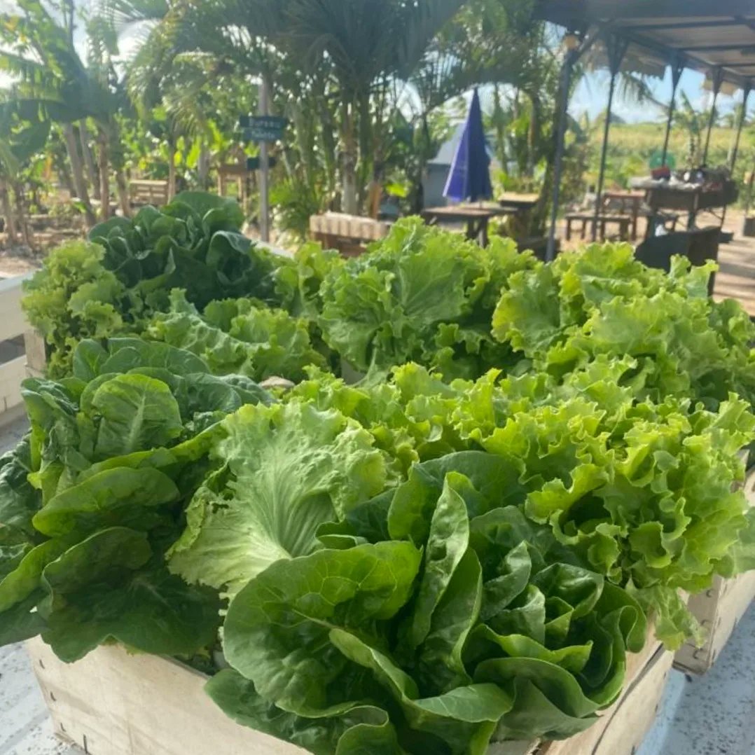 GlanMarket's tweet photo. [Bilan des fruits et légumes sauvés] 

🗓 02 avril 2022 

📍Mr Salade, Petit-Canal 

Glan'Market remercie les glaneurs d'avoir participé au sauvetage de  156,70 kg de batavias et 122,58 kg de sucrines. 🎉 

À très vite pour de nouveaux glanages ! ♻️ https://t.co/rCf3UkOnoz