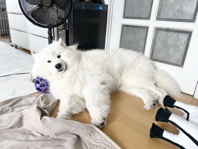 Amazonプライムcm俳優は誰 白い犬と山へ滝を見に行く物語が素敵 あなログ