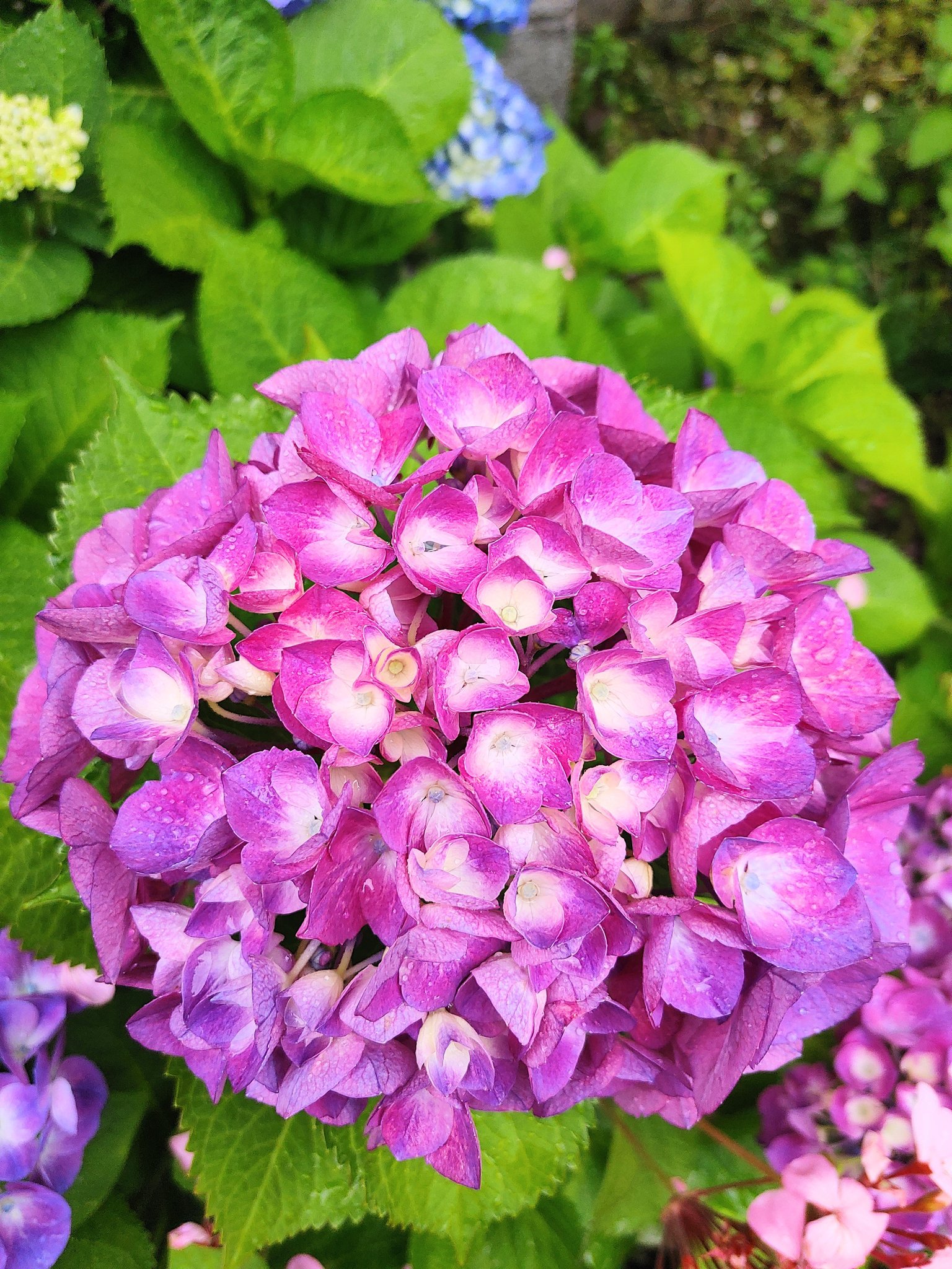 尚茶 さゆぴよーが大好きな紫色 母が大好きだったアジサイ 紫にもいろんな色があって アジサイにもいろんな花びらのかたちがあります 昨日は一番濃い紫のアジサイを摘んできてお仏壇に飾りました T Co Bmcjy4359f Twitter