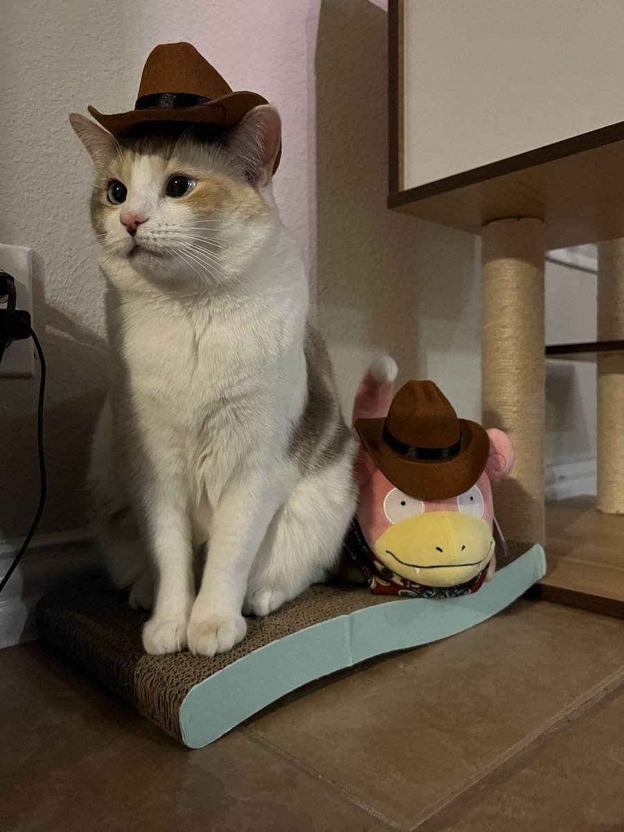 Panko A. Cat’s Mom tweet media