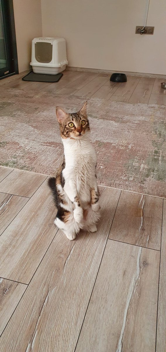 serberkel's tweet photo. @vet_olacakmis Özel zevkleri arasında saçıma asılmak ve yüzüme atlamak var. Hem de durduk yere... Sürprizlere açık bir kedi. Psikopat olabilir :)) https://t.co/WoaTXytymM