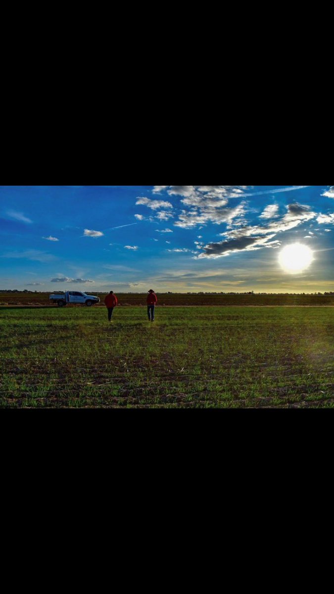 ⭐️Elders Wycheproof are looking for an Agronomist!
Competitive salary and all development levels welcome (graduate, trainee, established)
Email your CV to tessa.sexton@elders.com.au
Or call the store - (03) 5493 6400 
#agronomy #job #agriculture #Elders #graduate #Wycheproof