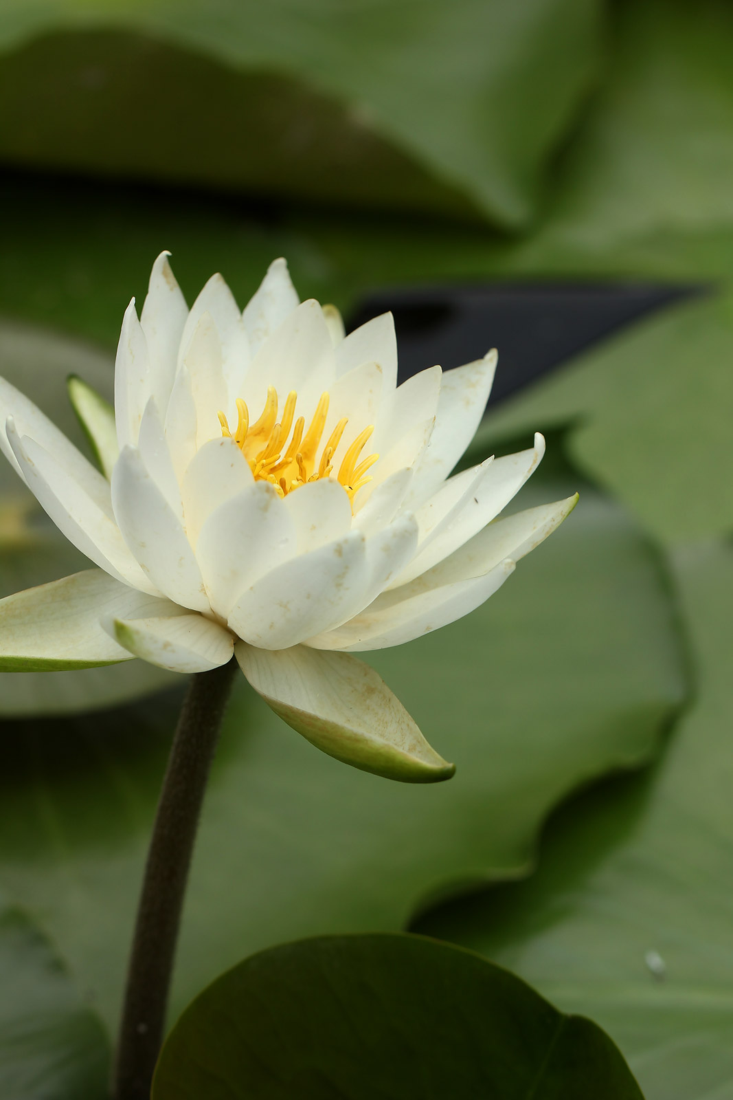 みやざきの景観づくり 宮崎市景観課 宮崎市版365日誕生花 6月26日の宮崎市版誕生花は スイレン です 漢名 睡蓮 の和音読み 花言葉は 協力を得られる 誕生花 花言葉 スイレン T Co E1kuaubxpu Twitter