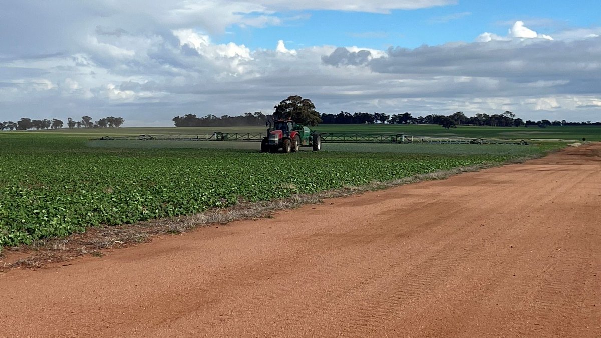 Pioneer Seeds - Australia tweet media