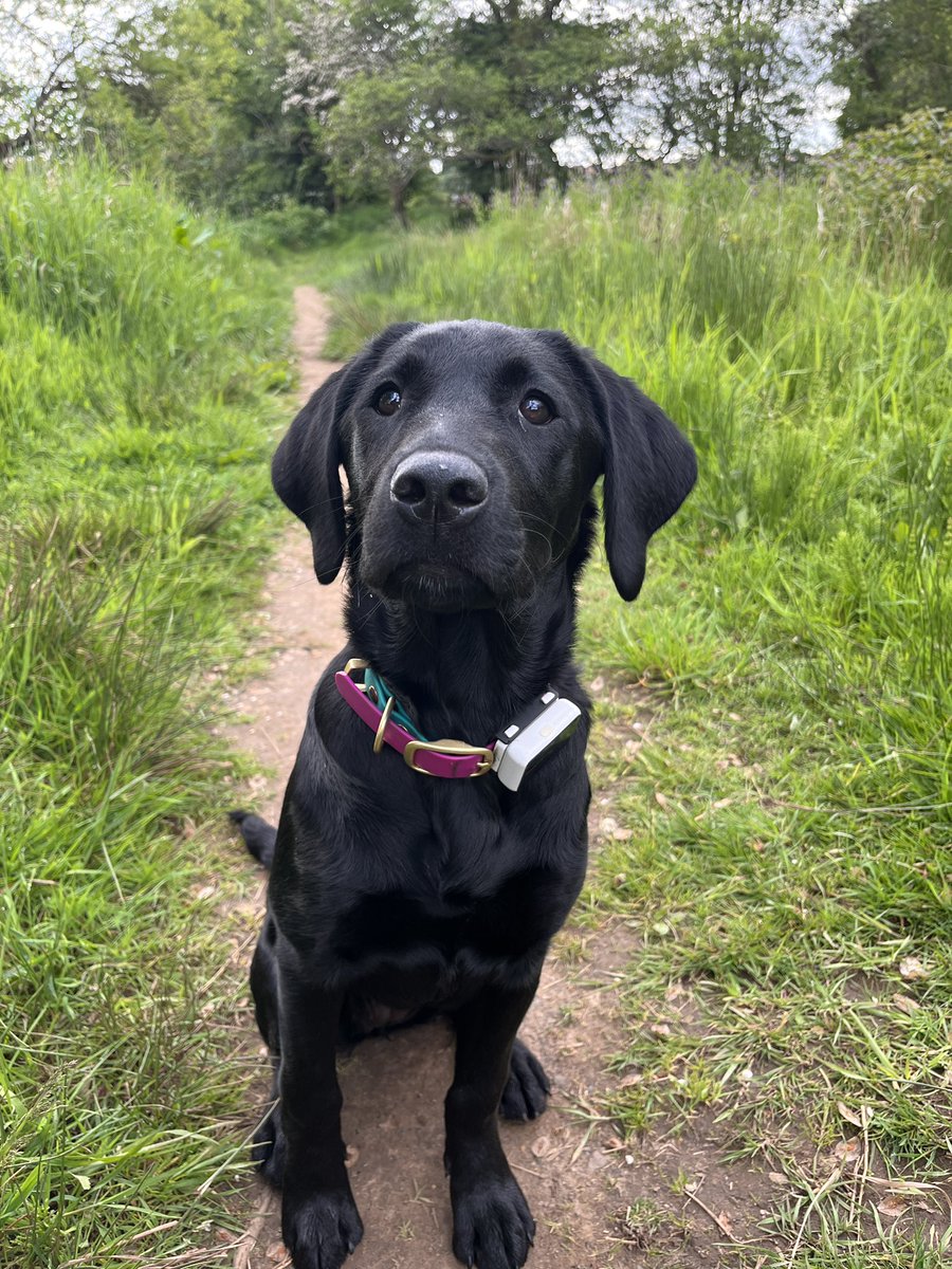 suzi_ark's tweet photo. @Pawfit_Tracker #PawfitWalkChallenge2022 Challenge complete. Ruby’s enjoyed every step….all 1,176,233 of them 🏆🐶 https://t.co/ZaNSOYWhyJ
