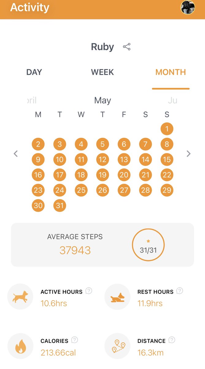 suzi_ark's tweet photo. @Pawfit_Tracker #PawfitWalkChallenge2022 Challenge complete. Ruby’s enjoyed every step….all 1,176,233 of them 🏆🐶 https://t.co/ZaNSOYWhyJ