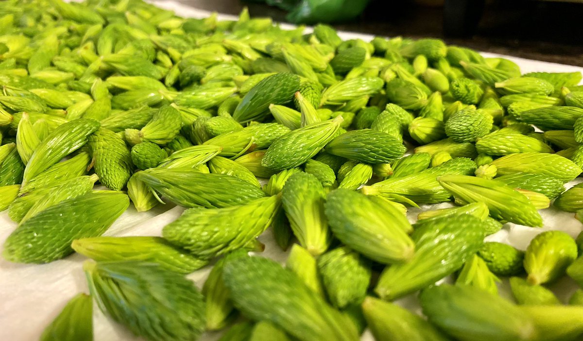 ecophyte's tweet image. Seaweeds aren’t the only spring harvest 😍😘 #sprucetip