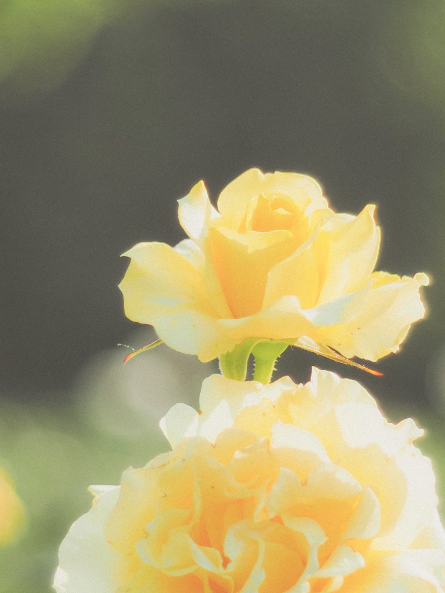 星ガール バラの色って何種類ぐらいあるんだろ この時間からお昼休憩って このまま寝ちゃいそうだ お昼休みにレタッチ 眠い 写真好きな人と繋がりたい Epl7 Oldlens Olympuspen キリトリノセカイ T Co Mjcrtgooya Twitter