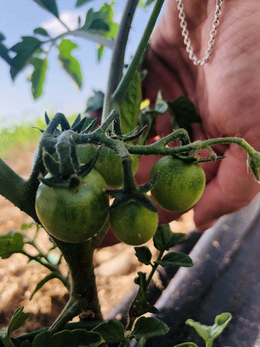 hortdelperet's tweet photo. Bon dia matiners i matineres!
Aquest ramillet aviat madurarà i serà a taula d’algú de vosaltres ☺️ https://t.co/UiJvcI65eG