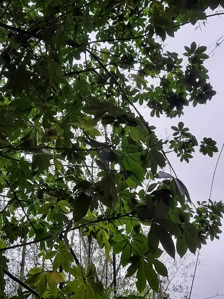 Vandana Chaudhary on X: Plenty of saplings with this one pod! Sow the  seeds in full sun & well drained soil! Bombax ceiba or Kapok tree right  now! #Pune #India #ForNature #ecosystems #
