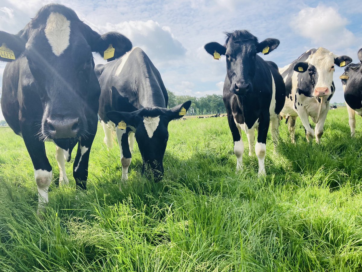 bhietberg's tweet photo. Wereldmelkdag! 🥛
Voor het kalf, maar ook voor de mens enorm waardevol en gezond 
#WorldMilkDay #WorldMilkDay2022 
Check ook https://t.co/i2UIpzZZPR https://t.co/n9BAWkICfu