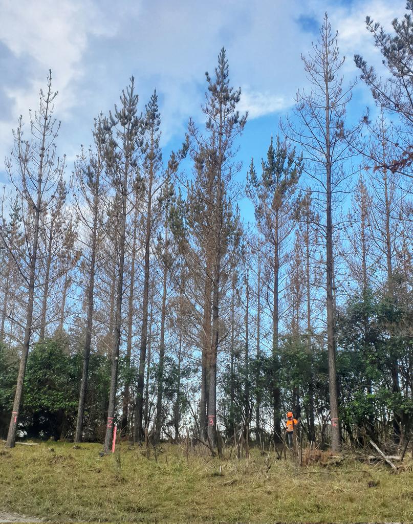 Nope - those aren't deciduous Radiata. That's just what two seasons of RNC will do to you. Lucky <a href="/Kaf_PlantDoc/">Dr. Kwasi</a> is working on a cure. 
#RedNeedleCast <a href="/scion_research/">Scion Research</a>