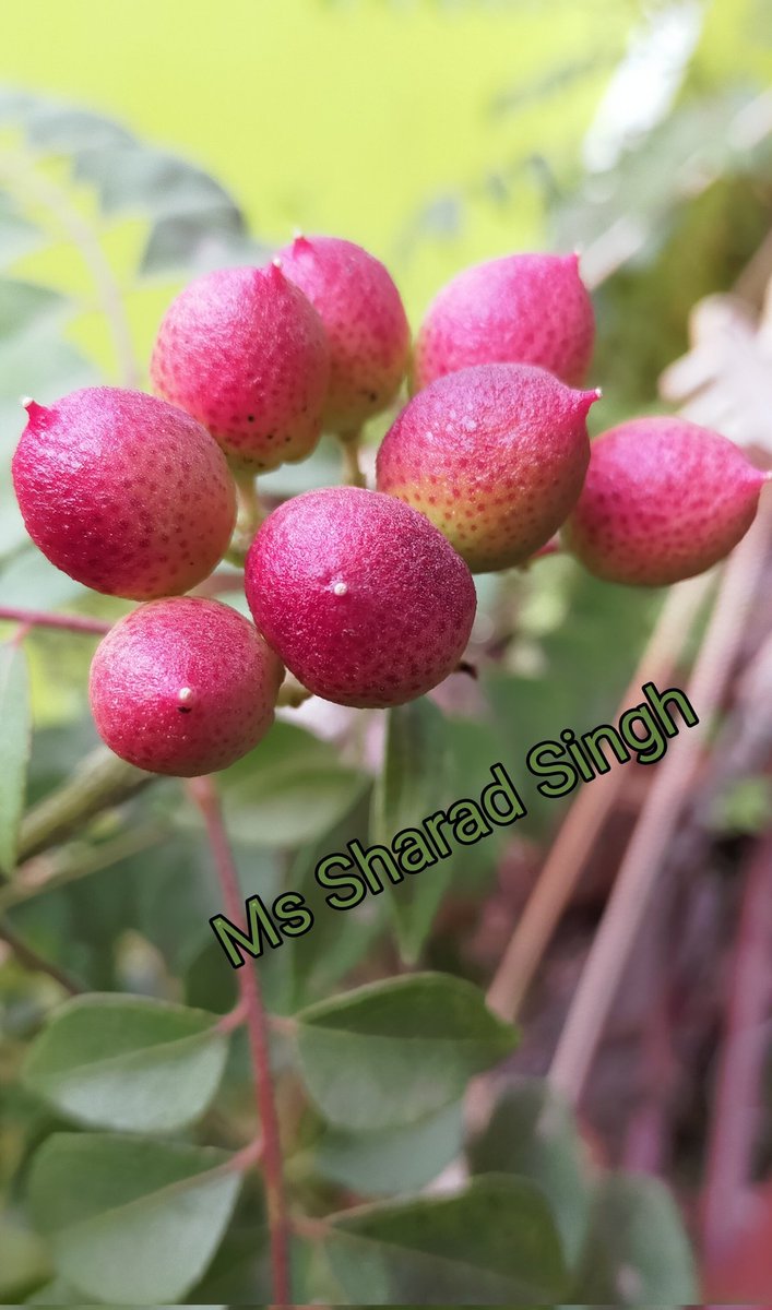 MissSharadSingh's tweet photo. Ripe fruits of sweet neem | Fruits of Curry tree | Murraya koenigii | Photo by Dr (Miss) Sharad Singh
#NaturePhotography
#naturephotographer
#natgeophotography
#natgeophotoclick
#horizonphotography
#fruits #currytree #murrayakoenigii #bergerakoenigii #sweetneem https://t.co/J2QVkNQ6hC