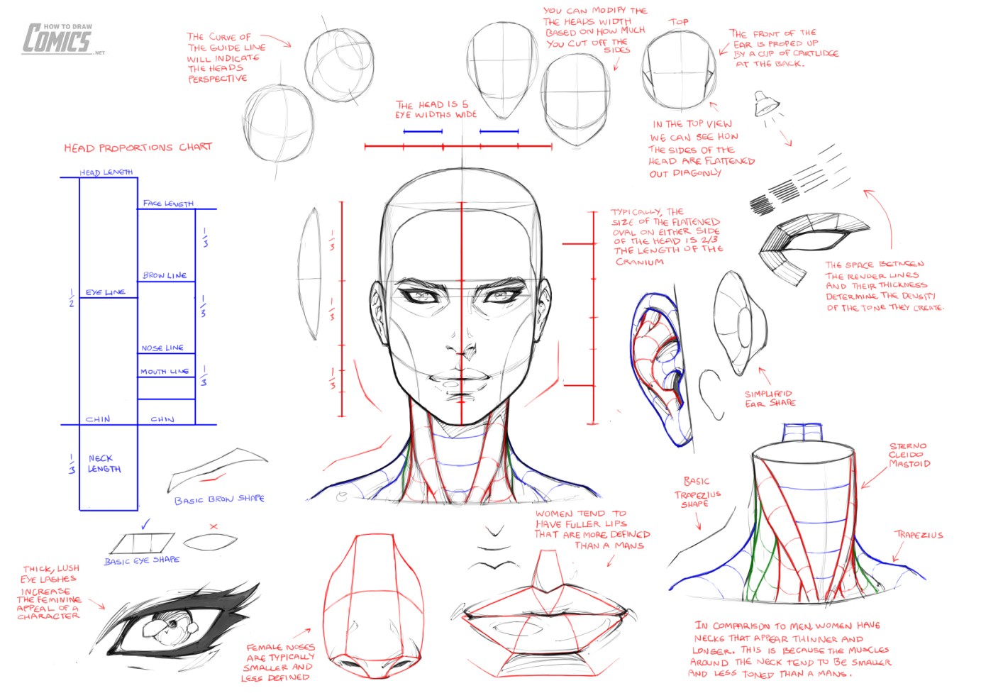 Clayton Barton - HowToDrawComics.NET on X: In this class you'll learn how  to draw the female head, face and facial features from the top down, side  view. Click the link below to