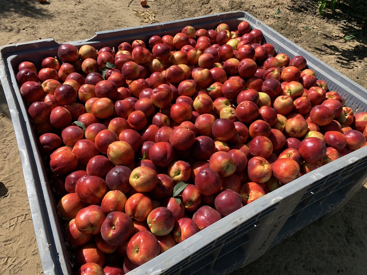 pfernandez1975's tweet photo. 📷 🍑Inicio recolección nectarina variedad 696-99 en Finca Cerro El Esparragal, Valdivia (Badajoz)
Con protocolo #CropBalance de @sipcam_iberia #equilibrionutricional #bioestimulantes #frutadehueso 👏👏💪 https://t.co/BvrAXF8I4o