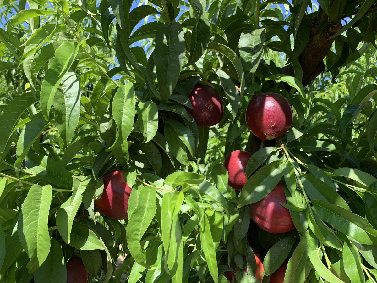 pfernandez1975's tweet photo. 📷 🍑Inicio recolección nectarina variedad 696-99 en Finca Cerro El Esparragal, Valdivia (Badajoz)
Con protocolo #CropBalance de @sipcam_iberia #equilibrionutricional #bioestimulantes #frutadehueso 👏👏💪 https://t.co/BvrAXF8I4o