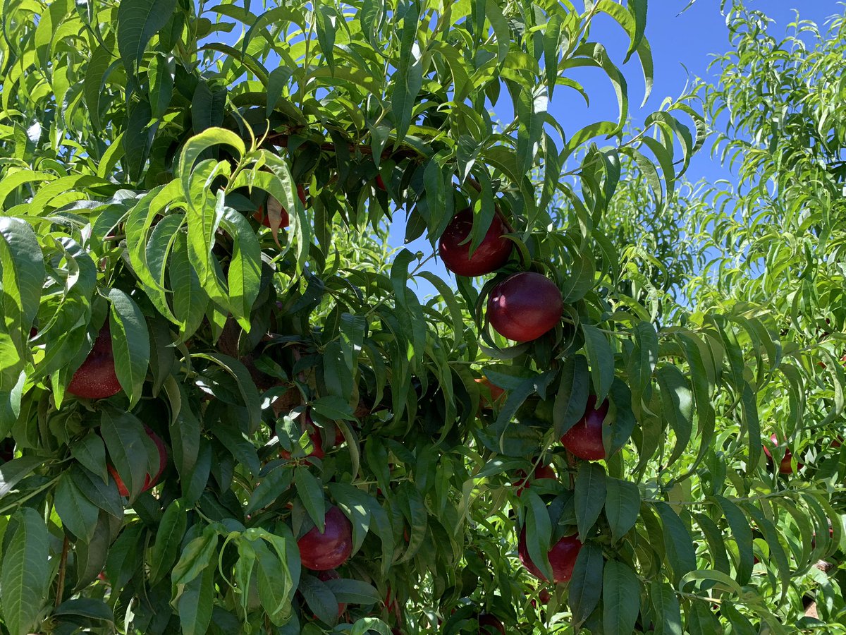 pfernandez1975's tweet photo. 📷 🍑Inicio recolección nectarina variedad 696-99 en Finca Cerro El Esparragal, Valdivia (Badajoz)
Con protocolo #CropBalance de @sipcam_iberia #equilibrionutricional #bioestimulantes #frutadehueso 👏👏💪 https://t.co/BvrAXF8I4o