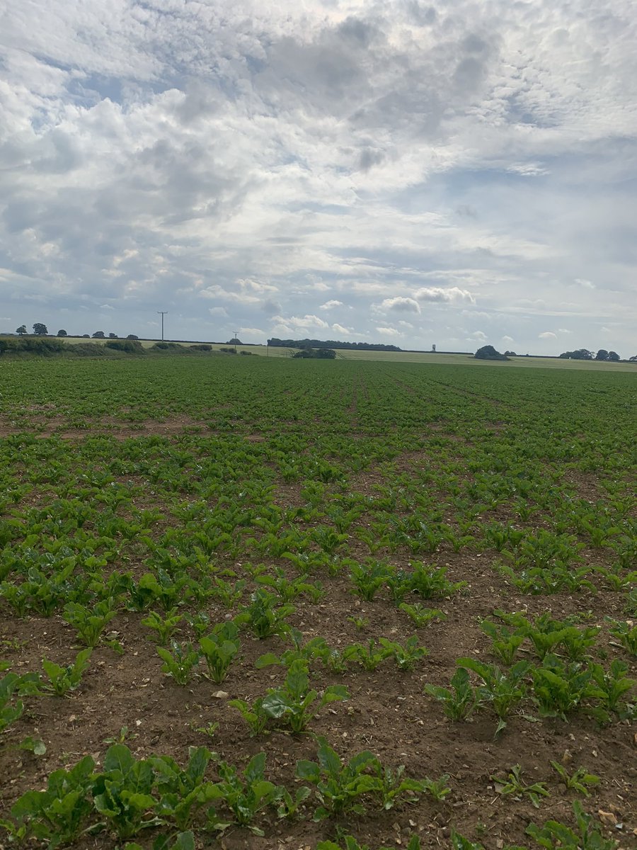 Wk 10 another whopping 3.8mm and beet still growing. Suffolk show and meet in the row seems the new norm. Little worried by the moisture situation, but hey combines out soon which will see the customary downpours.