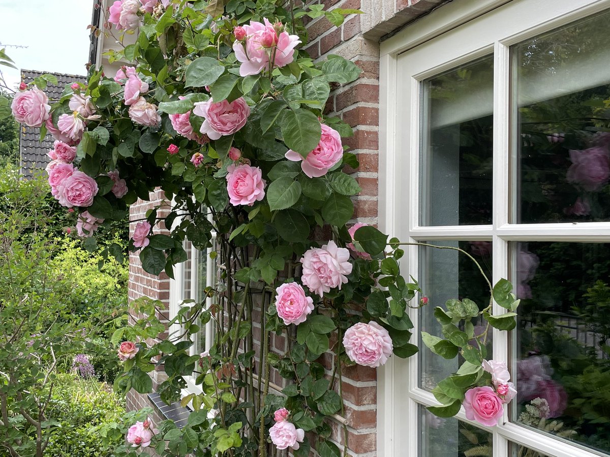 Pink roses for #RoseWednesday #mygarden