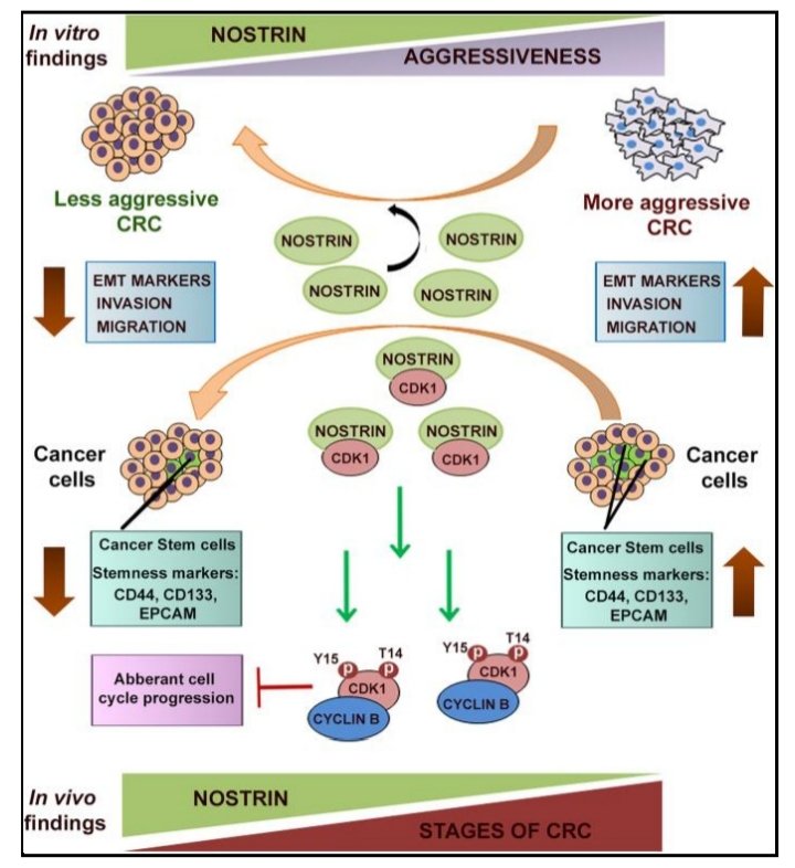 CSIR-IICB (@csir_iicb) on Twitter photo Congratulations Dr. Madhurima Paul, DBT-RA from Dr. Rupasri Ain’s lab <a href="/csir_iicb/">CSIR-IICB</a> for publication in
BMC Cancer (doi.org/10.1186/s12885…) showing NOSTRIN’s potential as a
prognostic marker for colorectal cancer. <a href="/DBTIndia/">Department of Biotechnology</a> <a href="/IndiaDST/">DSTIndia</a> <a href="/ICMRDELHI/">ICMR</a> <a href="/CSIR_IND/">CSIR, India</a>
<a href="/IndiaBioscience/">IndiaBioscience.org</a> Congratulations Dr. Madhurima Paul, DBT-RA from Dr. Rupasri Ain’s lab <a href="/csir_iicb/">CSIR-IICB</a> for publication in
BMC Cancer (doi.org/10.1186/s12885…) showing NOSTRIN’s potential as a
prognostic marker for colorectal cancer. <a href="/DBTIndia/">Department of Biotechnology</a> <a href="/IndiaDST/">DSTIndia</a> <a href="/ICMRDELHI/">ICMR</a> <a href="/CSIR_IND/">CSIR, India</a>
<a href="/IndiaBioscience/">IndiaBioscience.org</a>