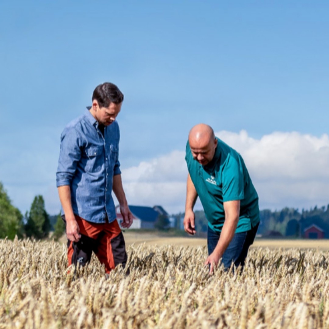 Apetitin Viljakauppa-liiketoiminnan myynti Berner Oy:lle on toteutunut  eilen 31.5. ja tänään jatkamme työtä saman katon alla. Liiketoimintakauppa sisältää Avenan kotimaan viljakauppaliiketoiminnan sekä viljavarastot ja satamaoperaatiot Suomessa. bit.ly/3m2Z52c