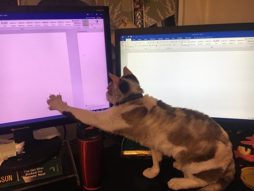 AlzScotCPP's tweet photo. Our @annawaugh1 is ably assisted at her desk. This week they've been working on embedding wonderful #research into #dementiaWorkforce #education. Check out those serious claws! ๐ฑ๐พ
https://t.co/4xZz62x41l
#QueenBetty #CatsOfTwitter #ResearchCat #DementiaAwareness #DementiaCare https://t.co/qa6rOcpQ0L