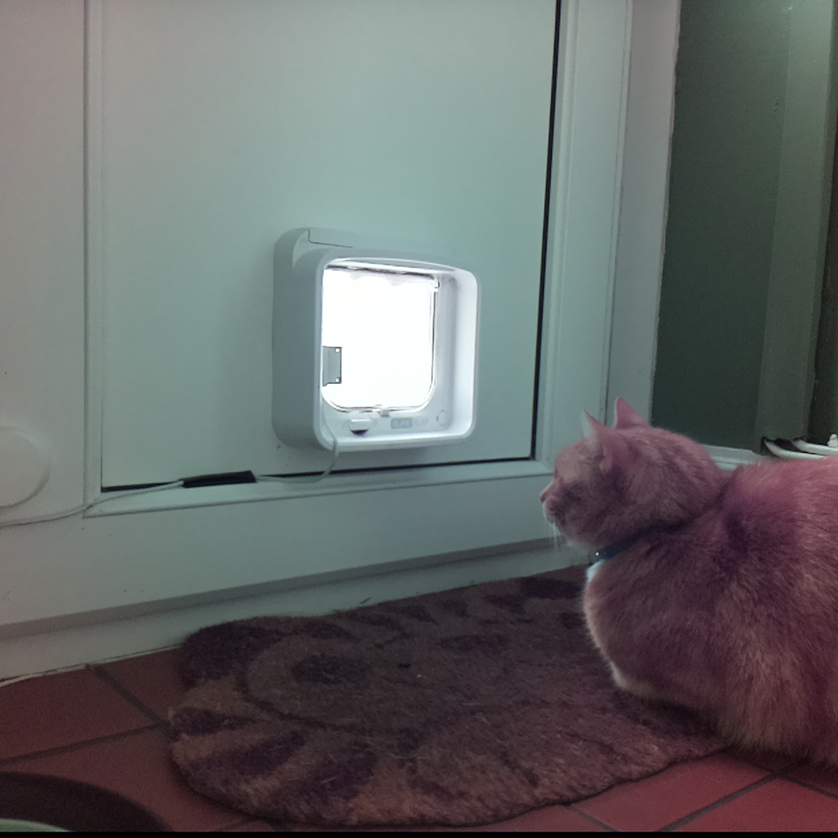 catsinaflap's tweet photo. despised cats good-for-nothing fleabag, with your naughty nose. How it chills me to have you brush against me. https://t.co/3sncWPaAMP