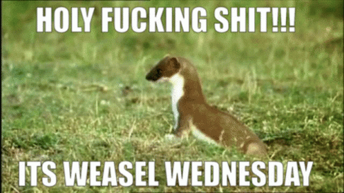 RodentBrigade's tweet photo. You know what day it is? #WSWC https://t.co/QOR0OZoD8c