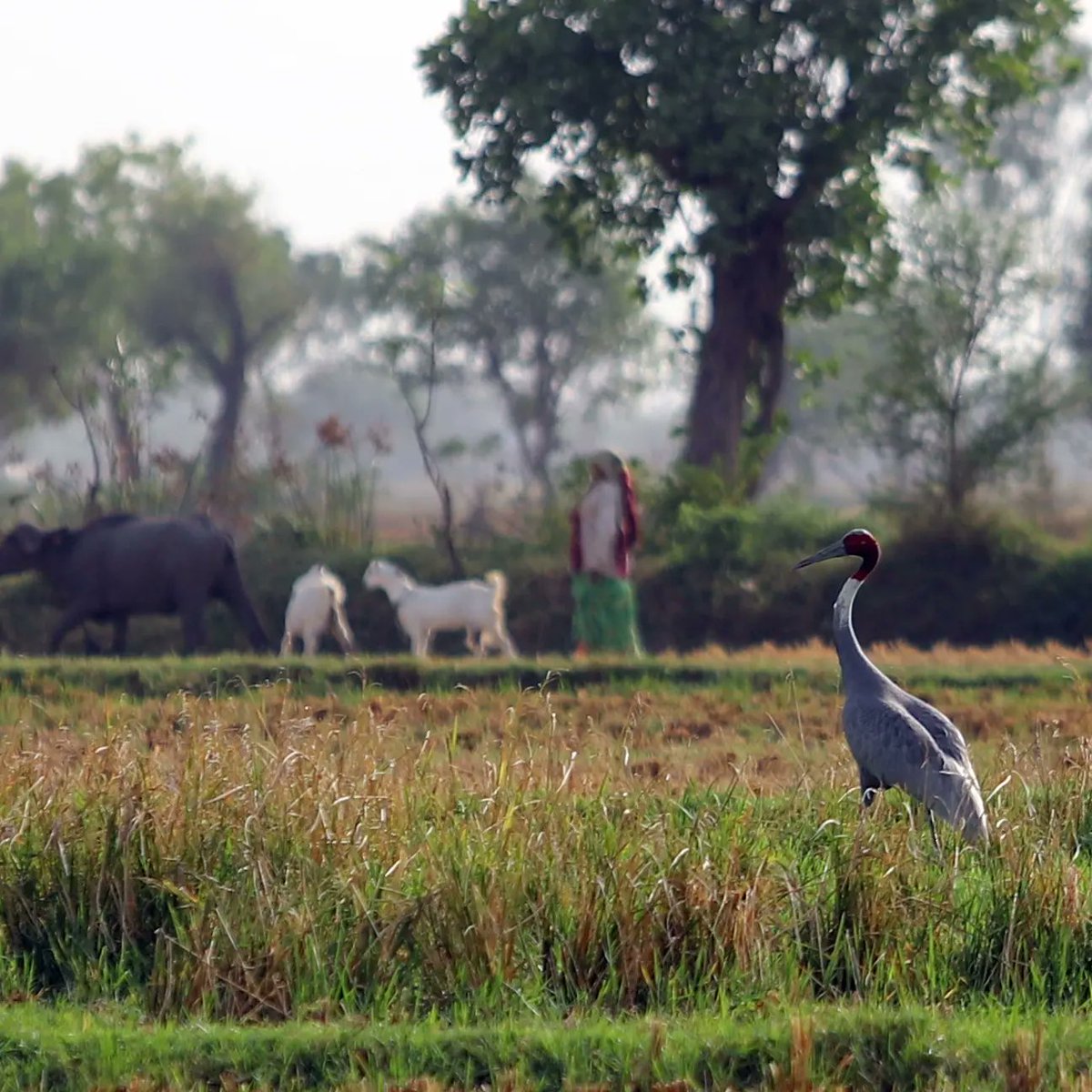 AncelaJamindar's tweet photo. Ganasar village came together as one to save and preserve a Saras crane couple with its eggs by transforming 1 acre of field into an artificial wetland.
.
#restorefaithinhumanity #sarascrane #birds #saveenvironment #preservation 
#Ahmedabad https://t.co/Lvb7OPvzrA