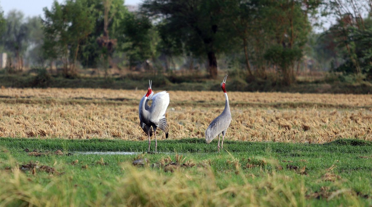 AncelaJamindar's tweet photo. Ganasar village came together as one to save and preserve a Saras crane couple with its eggs by transforming 1 acre of field into an artificial wetland.
.
#restorefaithinhumanity #sarascrane #birds #saveenvironment #preservation 
#Ahmedabad https://t.co/Lvb7OPvzrA