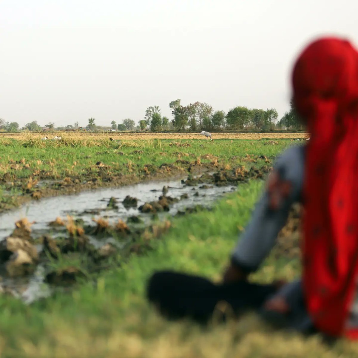 AncelaJamindar's tweet photo. Ganasar village came together as one to save and preserve a Saras crane couple with its eggs by transforming 1 acre of field into an artificial wetland.
.
#restorefaithinhumanity #sarascrane #birds #saveenvironment #preservation 
#Ahmedabad https://t.co/Lvb7OPvzrA