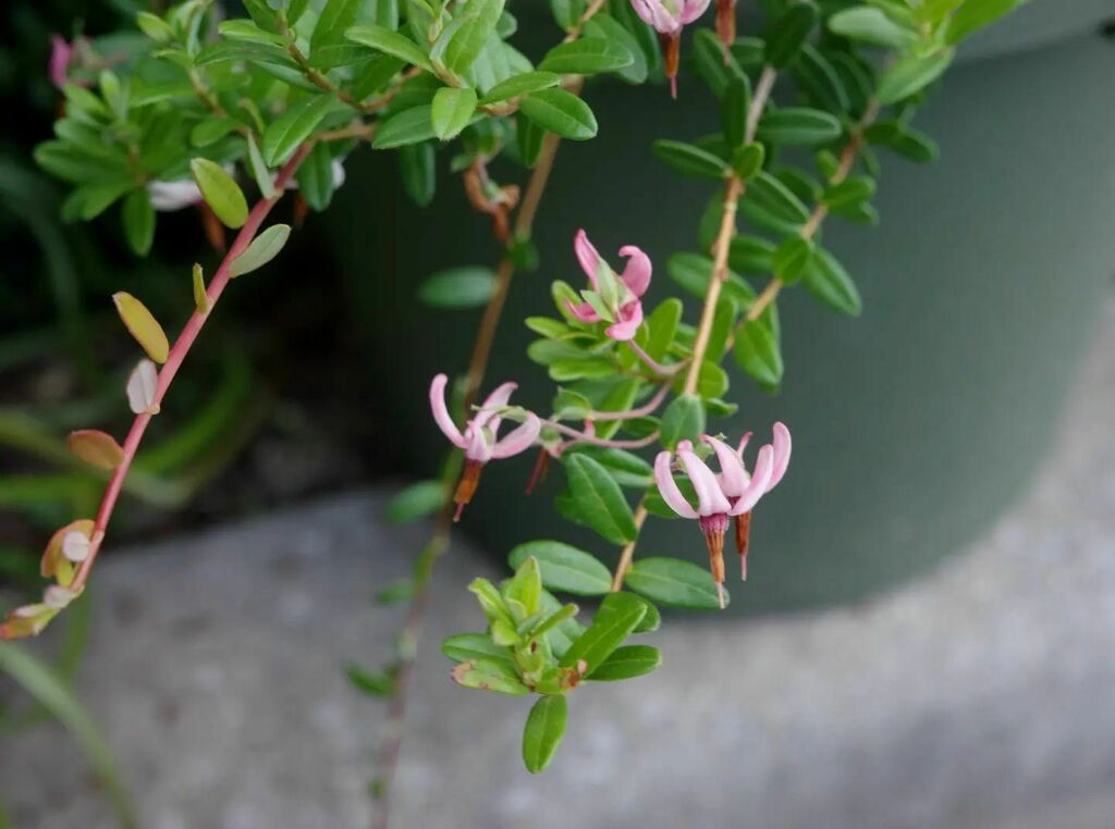 Ushiko 22 6 1 星期三 蔓越莓花好得意 Lovely Cranberry Flowers クランベリー の花かわいいね 私と広東語 T Co 9rf7ffudxo Twitter