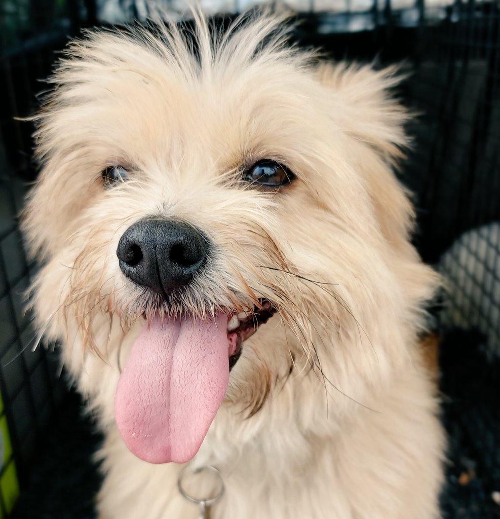 Today Nala-noo comes back as a foster dog as it hasn't worked out with the potential adopters. She's a lovely girl, she just needs someone with little dog experience and lots of love. If that's you, have a look on the <a href="/FOAWales/">Friends of Animals Wales</a> website x