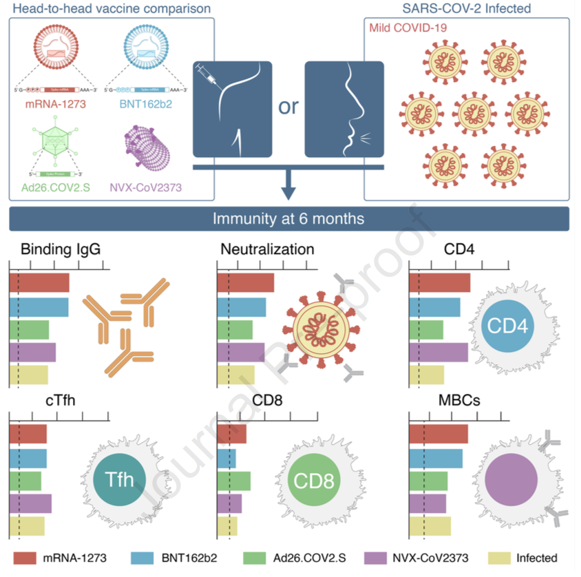 Un gran estudio comparativo de la inmunidad inducida por 4 tipos de vacunas: Pfizer, Moderna, Johnson &amp; Johnson y Novavax. Todas generaron linfocitos TCD4+, y las ARNm y J&amp;J niveles comparables de TCD8+. J&amp;J más niveles de células B de memoria CXCR3+. cell.com/action/showPdf…