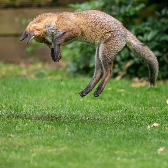 The pounce ! Thank you Keith Hump for today's #FoxOfTheDay ( <a href="/keith/">k</a>.hump on Instagram )