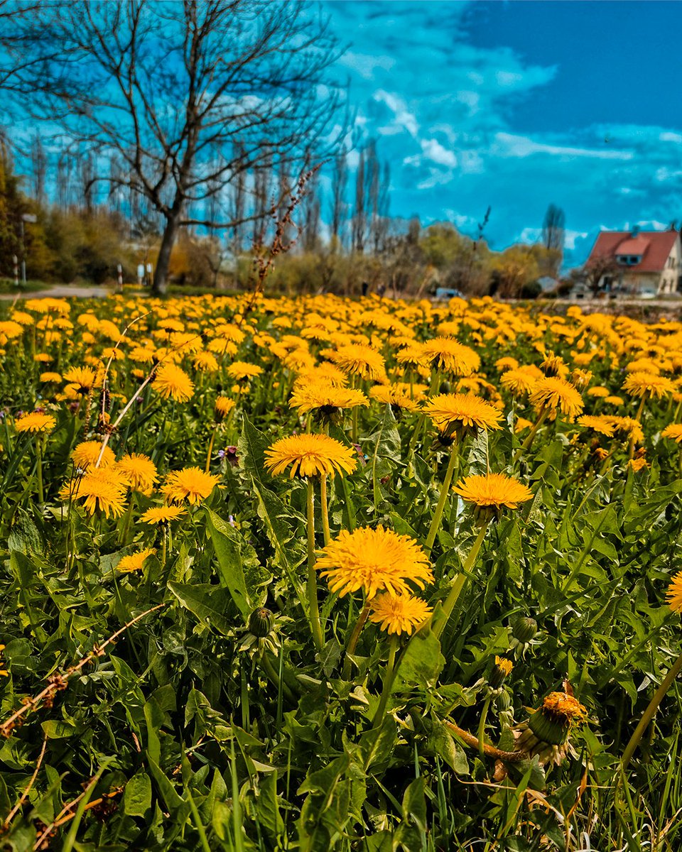 Umgib dich nur mit Menschen die sich wie Sonnenschein anfühlen. ⁠☀️🥰
.
.
.
.
#reichenau_bodensee #reichenau #inselreichenau #inselfürdieseele #welterbeinsel #inselliebe #bodensee #bodenseewest #bodensee_de #bodenseeliebe #bodenseebilder #sinnesimpulse #visitbawu #naturebawu