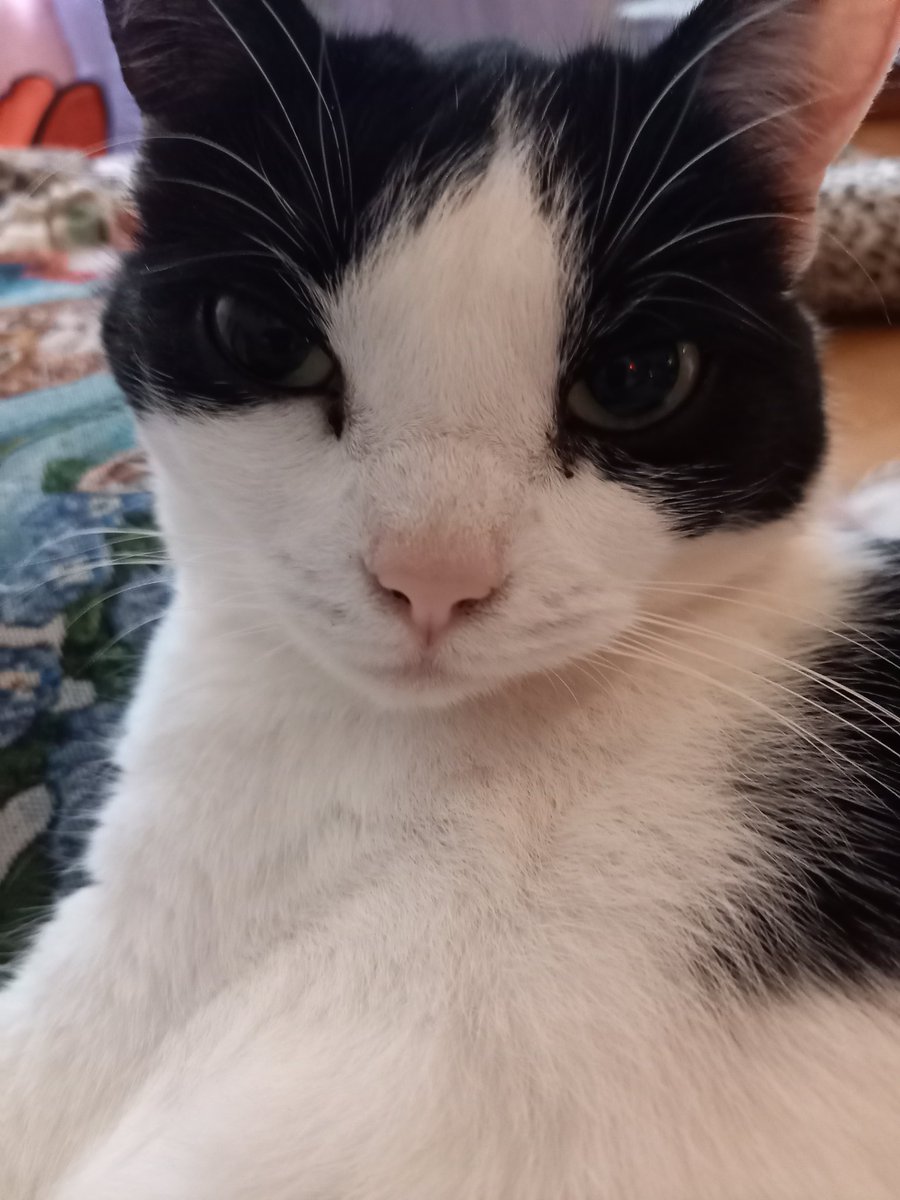 the CatGang 🇸🇪🌈Klumpen 🌈Ricco 🌹🌈🐈‍⬛🐕 tweet media