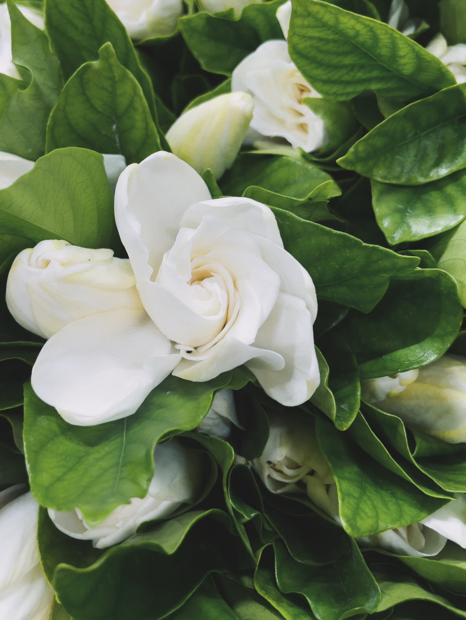 Flower うっとりするほど甘く 豊かな香りのクチナシ 思わず何度も深呼吸したくなります 切り花として流通するのはほんのわずか この機会にぜひ Flower Is ロスレスブーケ T Co Uezei4q7tp Twitter Flower うっとりするほど甘く 豊かな香りのクチナシ 思わず何度も深呼吸したくなります 切り花として流通するのはほんのわずか この機会にぜひ Flower Is ロスレスブーケ T Co Uezei4q7tp Twitter