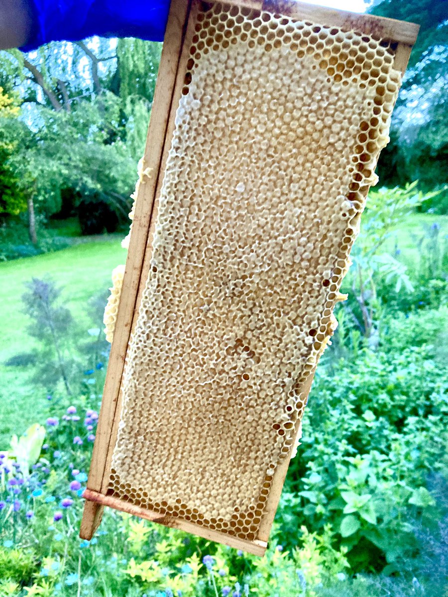 nevesbees's tweet photo. First honey of the year 😊 the advantage of having bees next to a wildflower meadow 😊 #honey #beekeeping #countrycraft #savethebees #wildflowers #wildflowerhour @britishbee @WitneyBees @MaisemoreBees @MeadowInGarden https://t.co/BV5ebVu7uT
