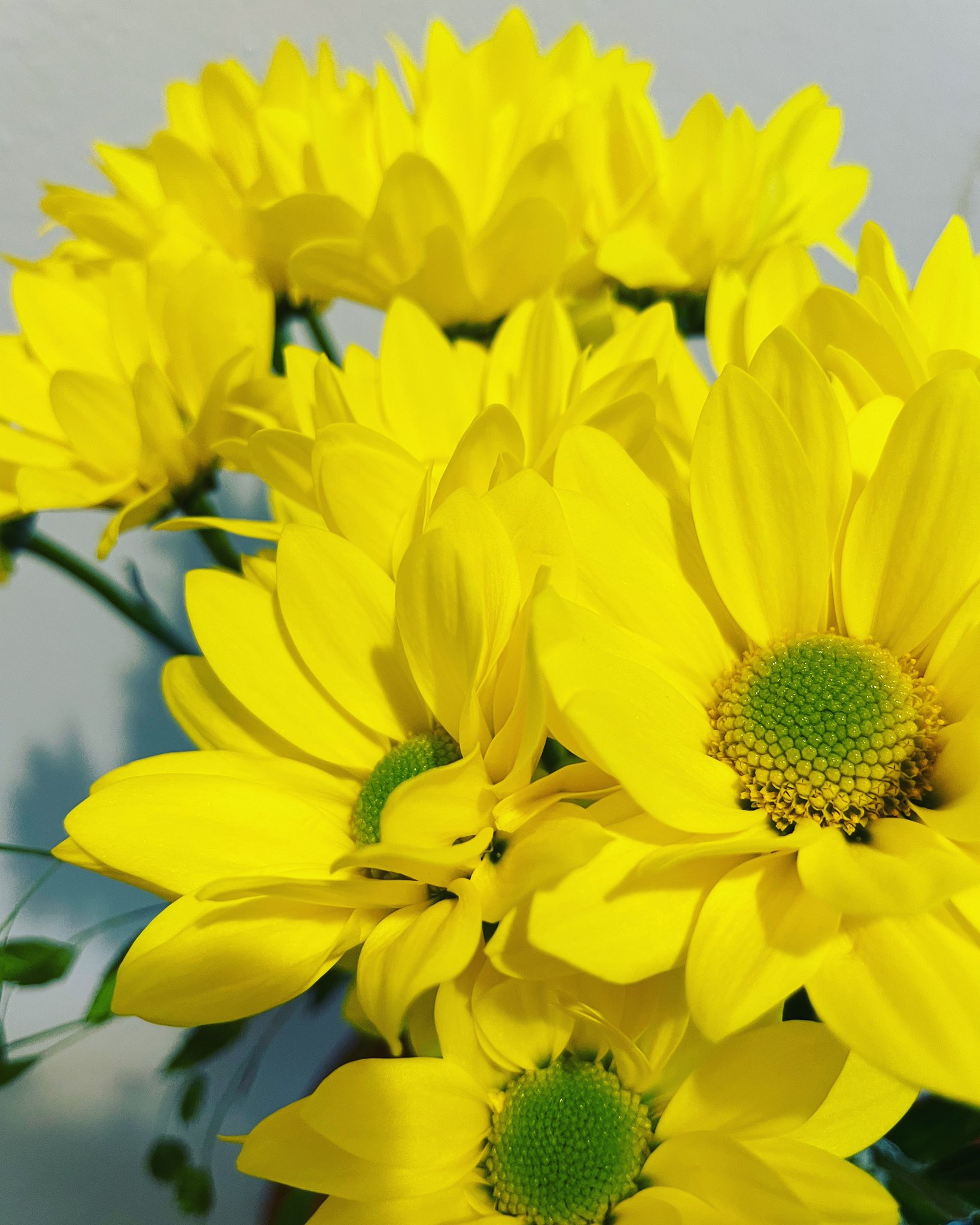 Relaxation Salon Repos ーリラクゼーションサロン ルポー 本日はスプレーマムでお出迎え 花言葉は 清らかな愛 Openしております 皆様のご来店を心よりお待ちしてます リラクゼーション 筋膜リリース オイルリンパボディ 腸セラピー 小顔