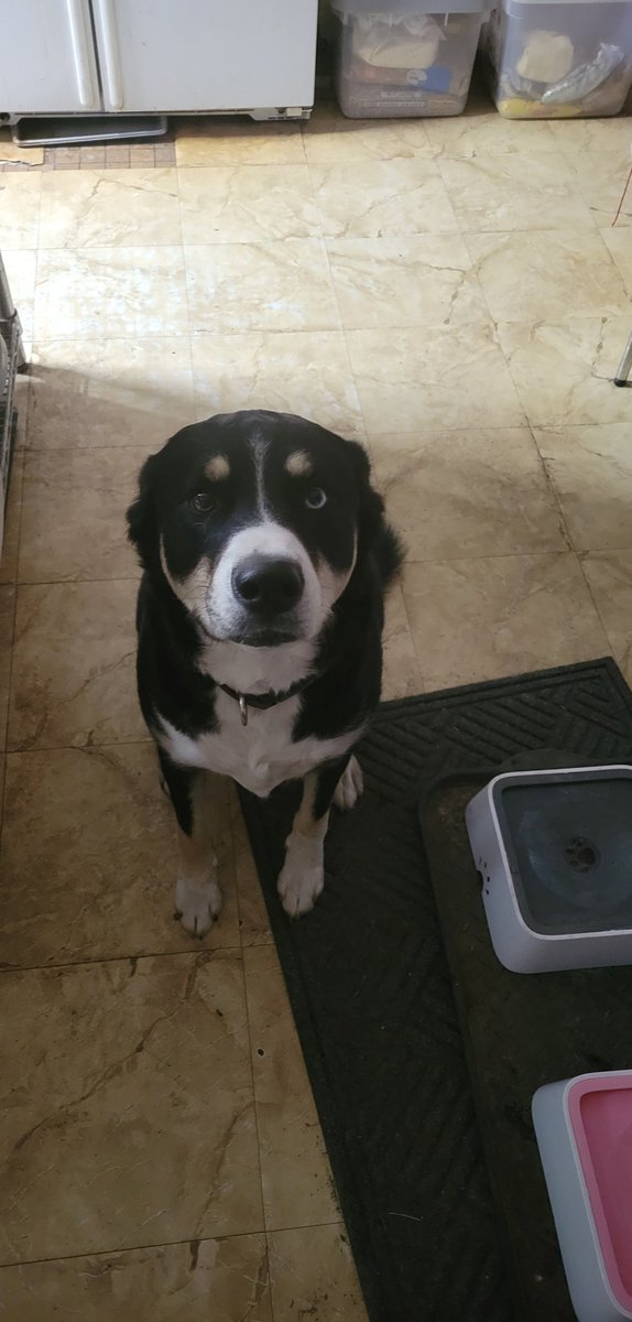 grimkurc's tweet photo. @Apeachy77 It ain't much, but dog pics always help a little https://t.co/wS3yXG3mp3