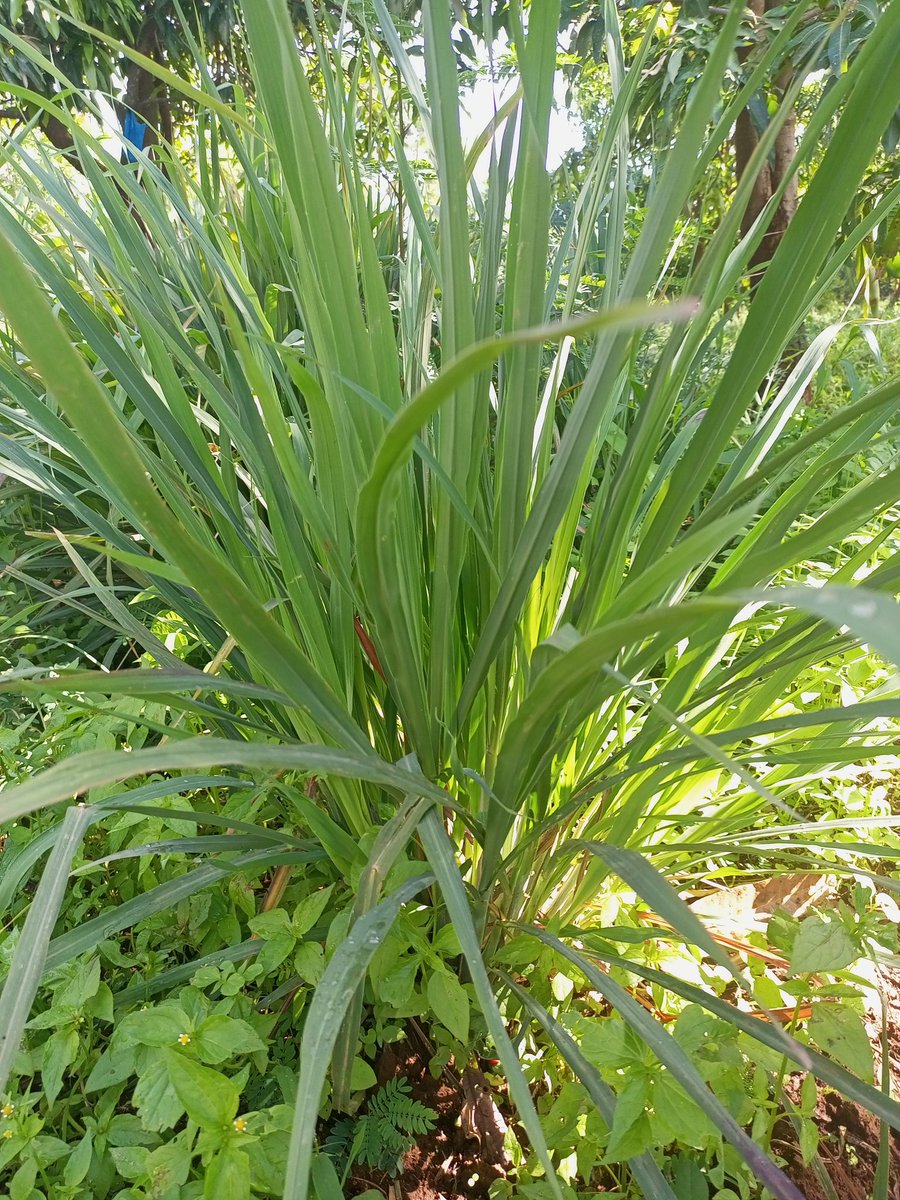 WakulimaNiSisi's tweet photo. Lemon grass available at Wakulima ni Sisi Farm https://t.co/LZVnHEPWFF