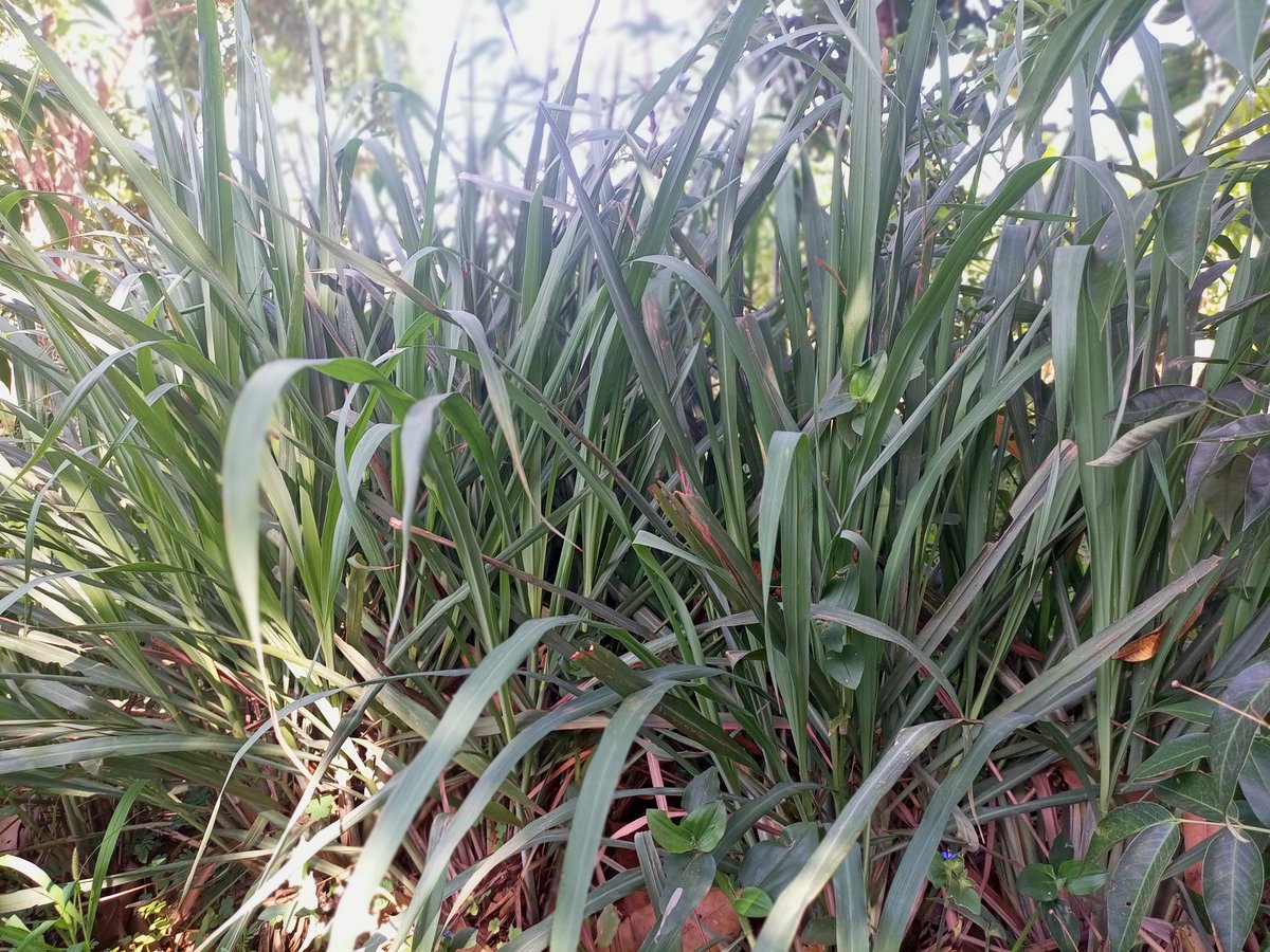 WakulimaNiSisi's tweet photo. Lemon grass available at Wakulima ni Sisi Farm https://t.co/LZVnHEPWFF