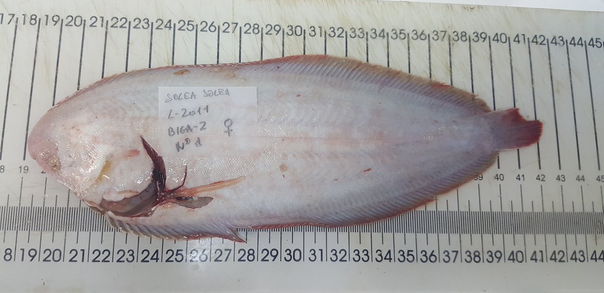 MERVEXgroup_IEO's tweet image. For species of commercial interest such as sole, the state of gonadal maturity is identified and samples are collected to define the #ReproductiveCycle and the size at sexual maturity